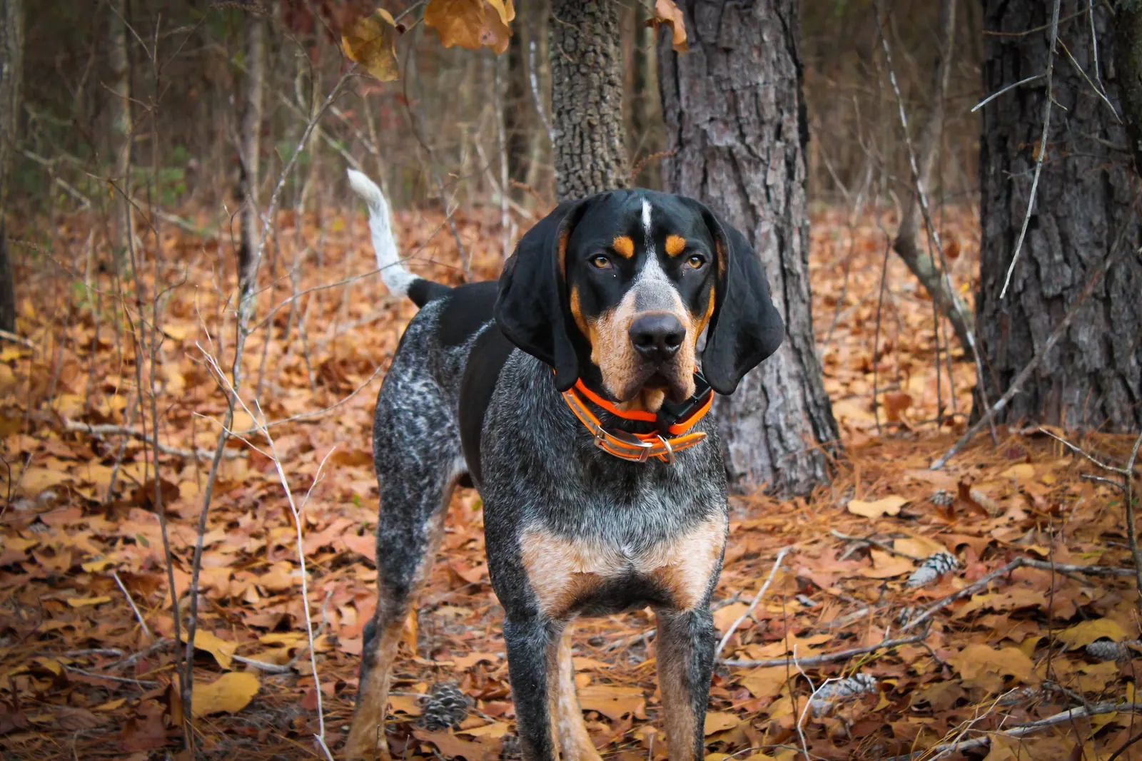 South Carolina Deer-Dog Forums Conclude With No Immediate Rule Changes