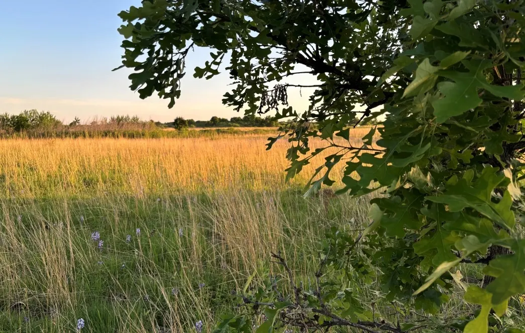 Minnesota Prepares Oak Savanna Restoration Program and Fall Funding Round