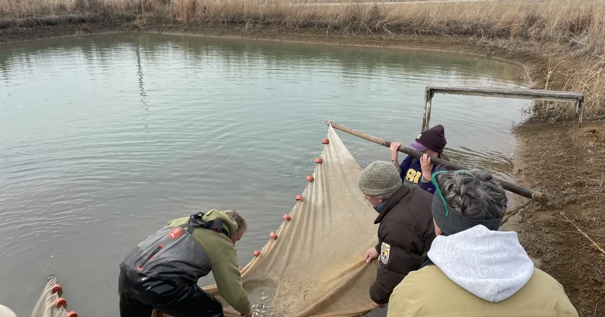 Kansas Pond Team Keeps a Lost Wild Topeka Shiner Population Alive
