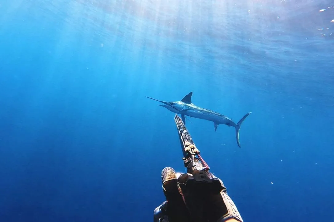 A marlin in clear blue water with a diver’s speargun in the foreground