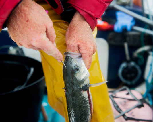 How To Ikejime: Elevating Fish Quality, Humanely