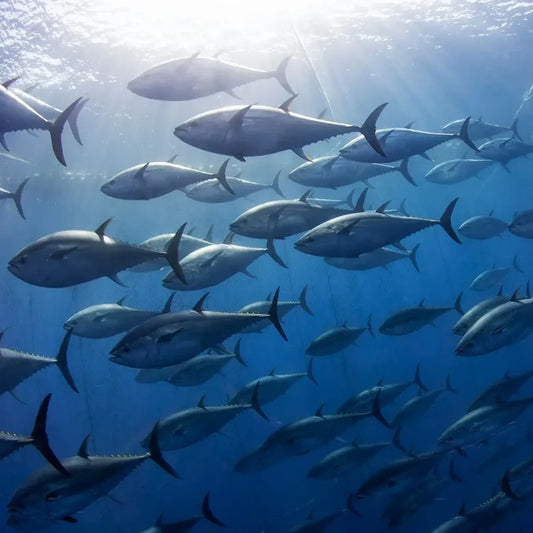 The Best Time of Year to Fish and Hunt Bluefin Tuna in California