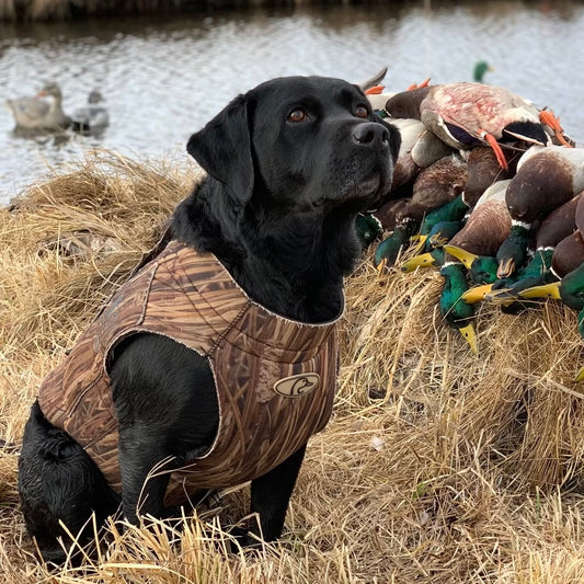 Hunting Dogs: Exploring a Few of the Most Popular Breeds