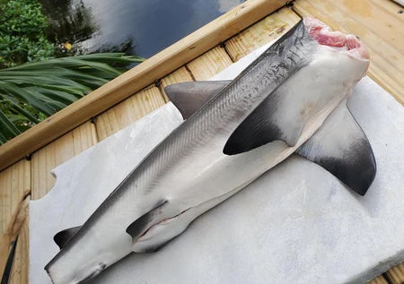 Are Sharks Sustainable To Eat?