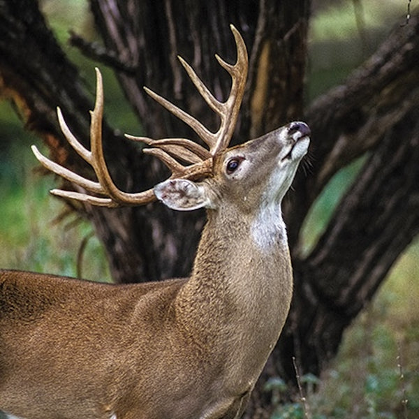 Does Deer Scent Blocker Really Work?
